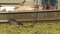 Swamp People S14E07 720p WEB h264-KOGi EZTV