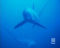 Smart Sharks Swimming with Roboshark PDTV x264 ACC mkv[eztv]