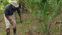 Swamp People Serpent Invasion S03E10 XviD-AFG EZTV Swamp People Serpent Invasion S03E10 XviD-AFG EZTV