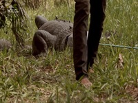 Monster Croc Wrangler Compilations S04E01 480p x264-mSD EZTV