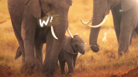 Wild Child S04E12 XviD-AFG EZTV Wild Child S04E12 XviD-AFG EZTV