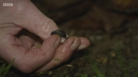 Winterwatch S09E08 WEB h264-WEBTUBE EZTV Winterwatch S09E08 WEB h264-WEBTUBE EZTV