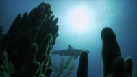 Nature S38E13 Cubas Wild Revolution WEB H264-UNDERBELLY [eztv]