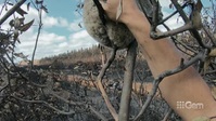 Desert Vet S02E03 XviD-AFG EZTV Desert Vet S02E03 XviD-AFG EZTV
