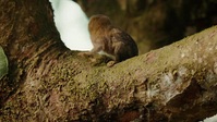 Colombia Wild and Free S01E01 XviD-AFG EZTV Colombia Wild and Free S01E01 XviD-AFG EZTV