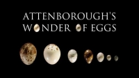 BBC David Attenborough's Wonder of eggs 1080p (Deep61) [WWRG]