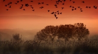 [ DevCourseWeb ] KelbyOne - Breathtaking Bird Photography - Pro Settings and Techniques