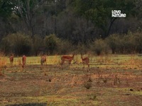 Wild Dogs Running With The Pack S01E05 480p x264-mSD EZTV