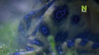 Worlds Most Toxic Animals S01E01 XviD-AFG EZTV Worlds Most Toxic Animals S01E01 XviD-AFG EZTV