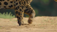 Animal 2021 S01E01 720p WEB h264-GOSSIP EZTV Animal 2021 S01E01 720p WEB h264-GOSSIP EZTV