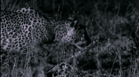 Wild Assassins S01E03 Stealth XviD-AFG EZTV Wild Assassins S01E03 Stealth XviD-AFG EZTV