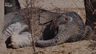 Secrets of the Elephants S01E01 XviD-AFG EZTV