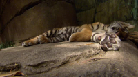 The Miracle Tiger S01E06 XviD-AFG EZTV The Miracle Tiger S01E06 XviD-AFG EZTV