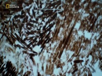 Hunting Alaskan Dinosaurs S01E01 480p x264-mSD EZTV