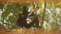 Wild Child S02E13 XviD-AFG EZTV