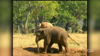 Totally Funny Animals S01E05 XviD-AFG EZTV Totally Funny Animals S01E05 XviD-AFG EZTV