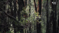 Alone Australia S01E09 XviD-AFG EZTV