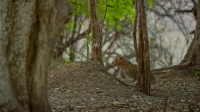 Nature S39E11 The Leopard Legacy XviD-AFG EZTV