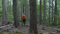Timber Titans S01E06 XviD-AFG EZTV Timber Titans S01E06 XviD-AFG EZTV