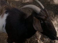 The Wilds S01E09 480p x264-mSD EZTV The Wilds S01E09 480p x264-mSD EZTV