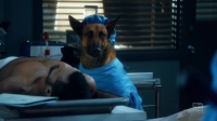 Angie Tribeca S03E04 HDTV x264-FLEET[eztv]