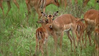 Wild Child S02E03 XviD-AFG EZTV Wild Child S02E03 XviD-AFG EZTV
