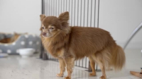 The Secret Life of Dancing Dogs S01E02 XviD-AFG EZTV