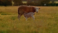 Wild Child S02E18 720p WEB h264-DiRT EZTV