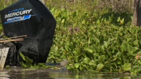 Swamp People S15E06 XviD-AFG EZTV