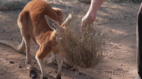 Back Roads S10E06 XviD-AFG EZTV