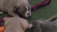 Strays S01E07 720p HEVC x265-MeGusta EZTV