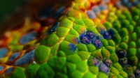 Nature S42E08 720p x265-T0PAZ EZTV