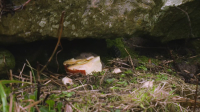 Winterwatch S12E03 1080p HEVC x265-MeGusta EZTV Winterwatch S12E03 1080p HEVC x265-MeGusta EZTV