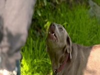 Dogs Behaving Badly S03E07 480p x264-mSD EZTV Dogs Behaving Badly S03E07 480p x264-mSD EZTV
