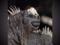 Absurd Planet S01E11 480p x264-mSD [eztv]
