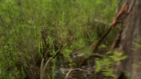 Swamp People Serpent Invasion S02E08 720p HEVC x265-MeGusta EZTV