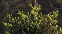 Power Of Plants S01E02 720p WEB H264-CBFM EZTV