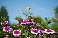 Beautiful Flowers Wallpapers {Pack - 148}