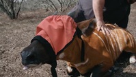Hard Truths of Conservation S01E06 XviD-AFG EZTV