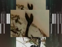 The Proof Is Out There S02E07 480p x264-mSD EZTV The Proof Is Out There S02E07 480p x264-mSD EZTV