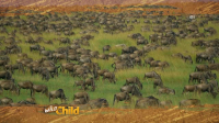 Wild Child S04E08 XviD-AFG EZTV