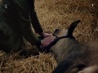 All Creatures Great and Small 2020 S02E04 480p x264-mSD EZTV