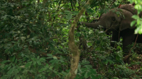 Nature S42E09 720p x264-FENiX EZTV Nature S42E09 720p x264-FENiX EZTV