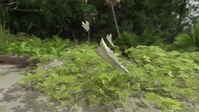 Lost Beasts S01E06 XviD-AFG EZTV Lost Beasts S01E06 XviD-AFG EZTV
