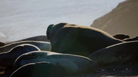 Big Beasts S01E02 XviD-AFG EZTV Big Beasts S01E02 XviD-AFG EZTV