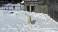 Arctic Vets S01E04 XviD-AFG EZTV