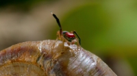 Tiny World S01E04 1080p HEVC x265-MeGusta EZTV