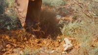 Aussie Gold Hunters S09E12 1080p HEVC x265-MeGusta EZTV Aussie Gold Hunters S09E12 1080p HEVC x265-MeGusta EZTV