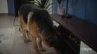 Hudson and Rex S06E14 720p HEVC x265-MeGusta EZTV Hudson and Rex S06E14 720p HEVC x265-MeGusta EZTV