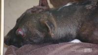 Animal Cops Phoenix S02E03 HDTV x264-W4F[eztv]